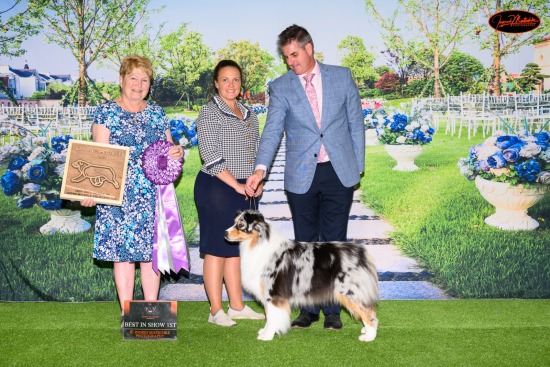 Australian Shepherd Club of Vic Champ Show, Nov 24