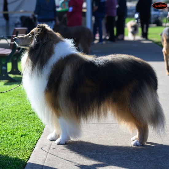 Canine Fanciers KC Champ & Open Shows - Aug 24