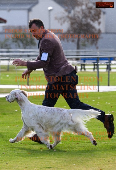 Gundog Club of SA Champ Shows, Jun 25 