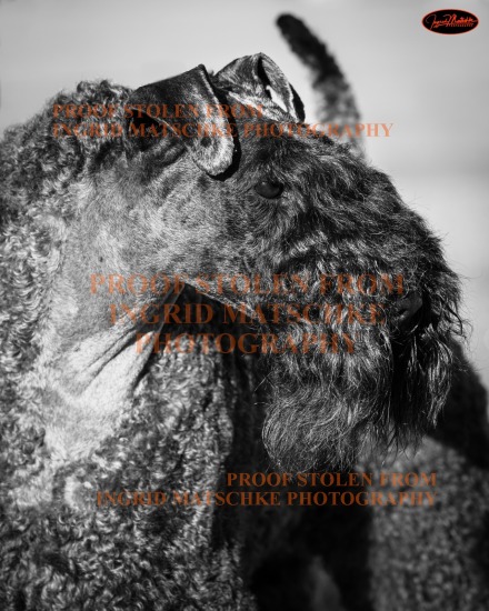 Aust Cattle Dog Club of SA All Breeds Shows, Jul 25