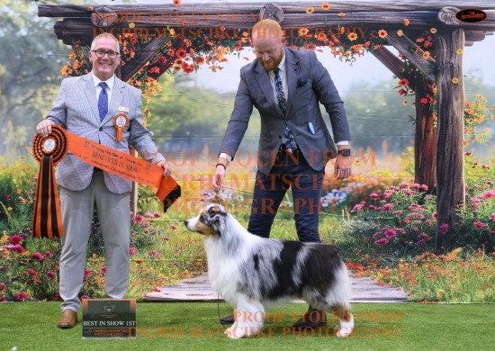 Working Dog Club of Vic 50 Yr Champ Show, Nov 25