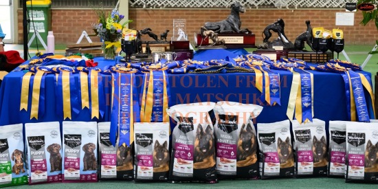 Whippet Assoc of Vic - 40th and 41st Champ Shows, Sept 26