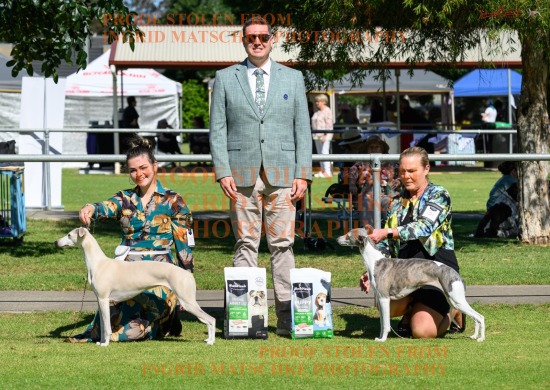 Whippet & Greyhound Club of SA Open and Champ Shows, Oct '26